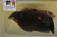 藏品(樹鵲)的圖片